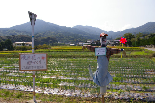 今宿田んぼアート2013