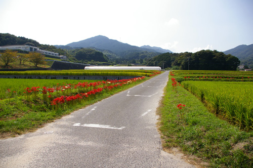 今宿田んぼアート2013