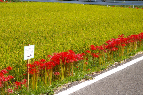 今宿田んぼアート2013