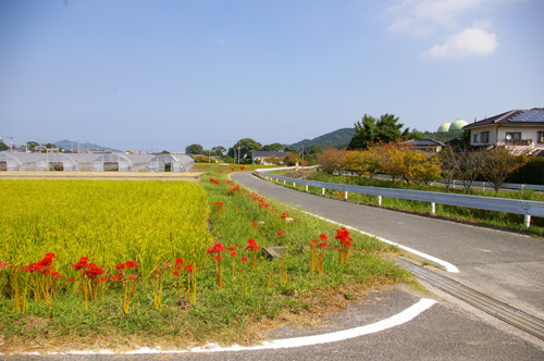 今宿田んぼアート2013