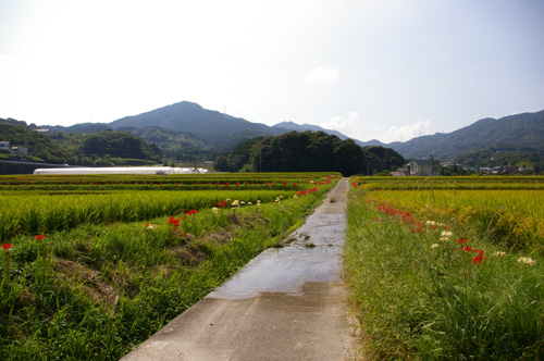 今宿田んぼアート2013