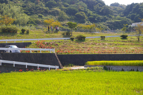 今宿田んぼアート2013