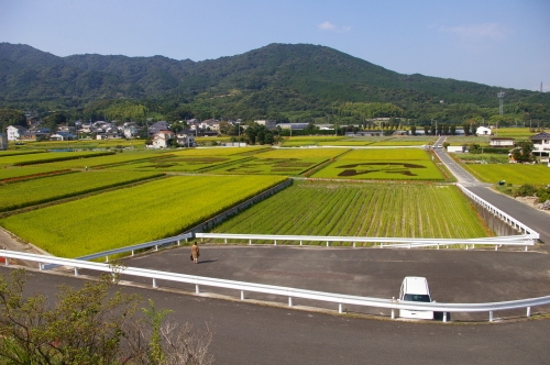 今宿田んぼアート2013