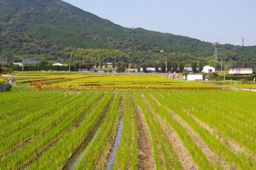 今宿田んぼアート2013