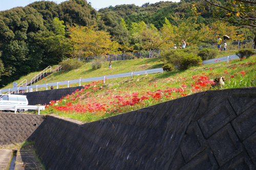 今宿田んぼアート2013