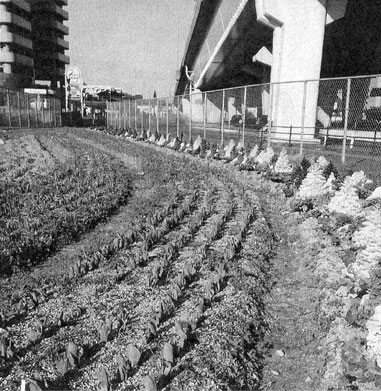 農楽苦花園（のらくろかえん）チューリップ祭りのお知らせ