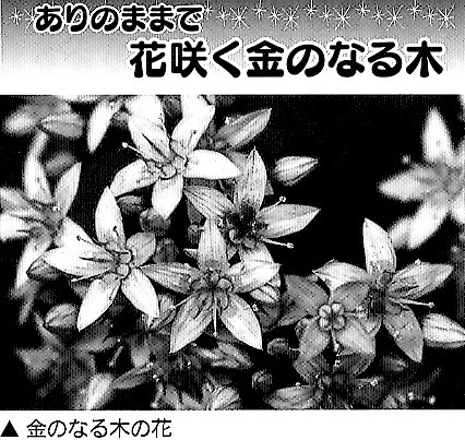 ありのままで　花咲く金のなる木