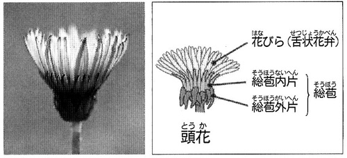 長垂海浜公園に在来種タンポポが咲いた