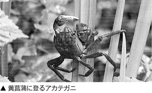 柿の木に、登る練習をするカニ