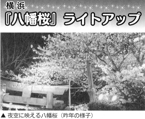 横浜「八幡桜」ライトアップ