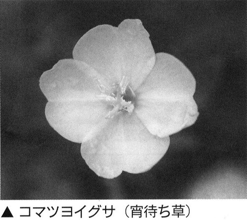 ひと夏の恋の花「宵待ち草」