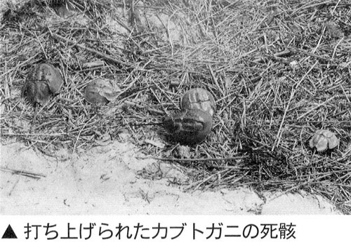 熱中症に負けるな カブトガニ君！