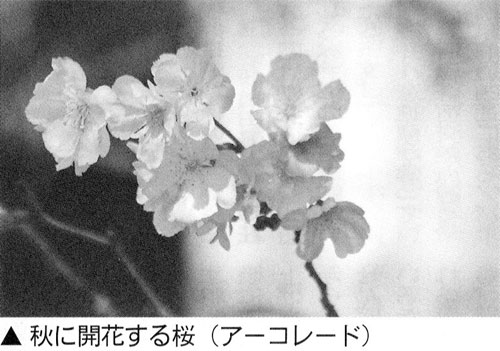 「秋桜」はさくら？コスモス？