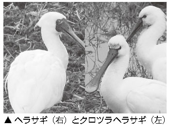 へら状のクチバシの鳥はクロツラヘラサギですか？